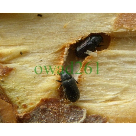 Tomicus piniperda (Linnaeus, 1758) Cetyniec większy